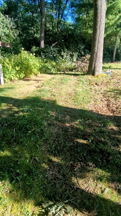 Large oak removal #treeservice #treeremoval #treepruning #arboristsofinstagram #arborist