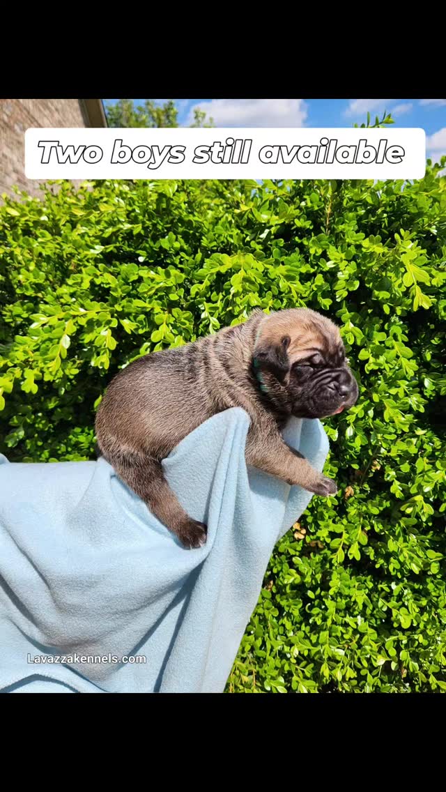 #canecorso #canecorsoofinstagram #canecorsofans #canecorsolife #canecorsolover #canecorsopuppy #canecorsoloversofinstagram #canecorsoitaliano #canecorsokennel #availablepuppies #canecorsopuppies #dogsofinstagram #rehoming #doglife #akcgrandchampion #dogoftheday #doggo #doggram #doggyeyes #cuteanimals #cutedogs #dogloversofinstagram #dogkennel #dogbreeder #akcshowdog #akcchampion #AKCshow #AKC