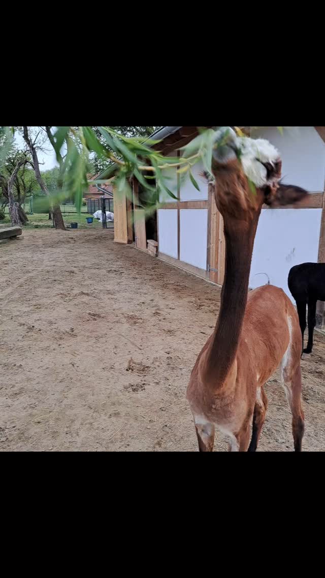 Guten Appetit. #alpacalove #socute😍 #reinholdalpaka