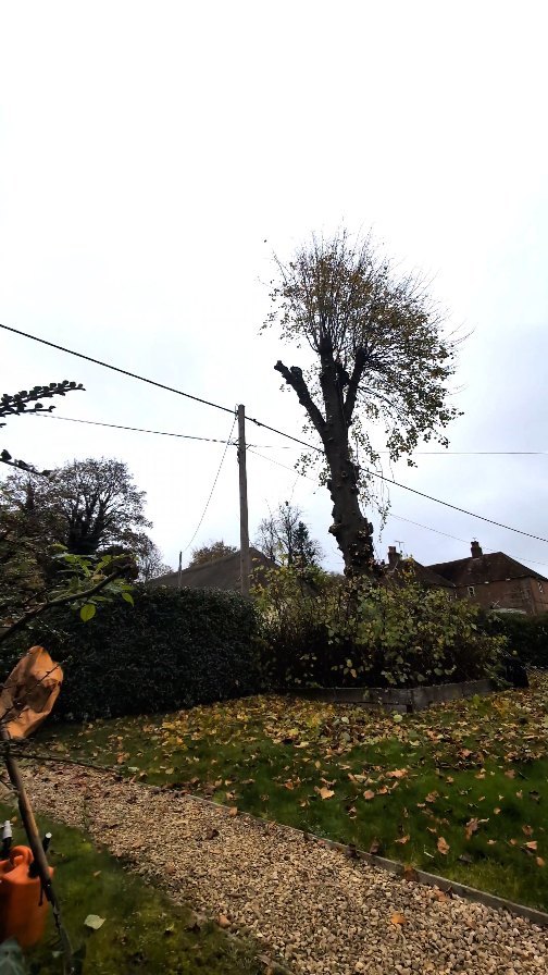 Plenty of wires and plenty of cuts in this Lime re-pollard ✂️🌳 @bethandewey
#treesurgery #andovertreesurgeon #winchestertreesurgeon #hampshiretreesurgeon #salisburytreesurgeon #wiltshiretreesurgeon #onetwotree #arb #arborist