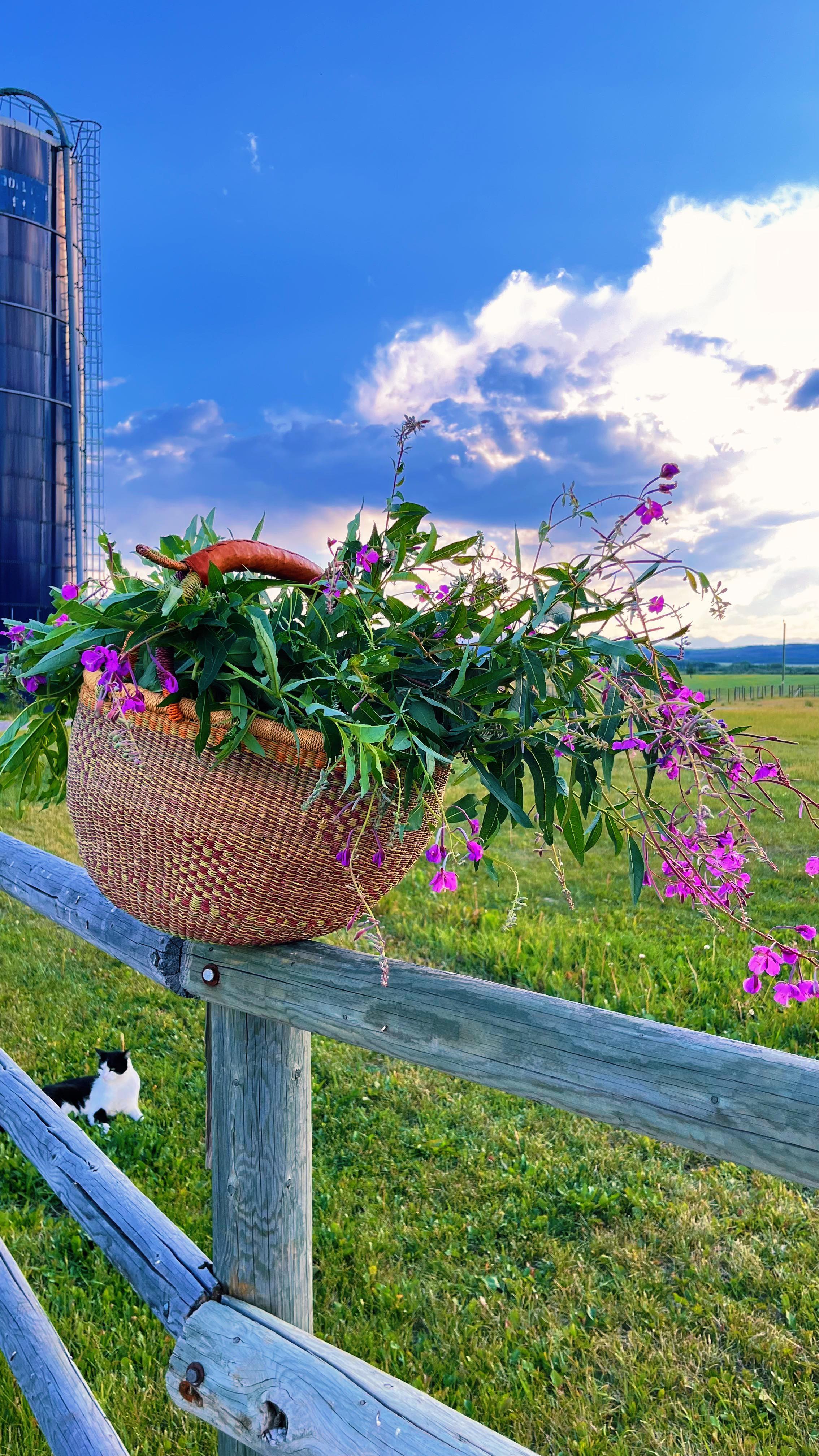 Racing birds for berries (raspberries, strawberries, chokecherries), gathering clover and tops of raspberry bushes, fermenting fireweed leaves, painting old ‘50s metal, watching frisky kittens, and admiring beautiful moons. All in a Sunday’s work. 💛
#farmtwo53 #farm #farmlife #farmer #50sfarm #harvest #harvestmoon #berries #fireweed #raspberryleaftea #fermentedfireweed #kittens #kittensofinstagram