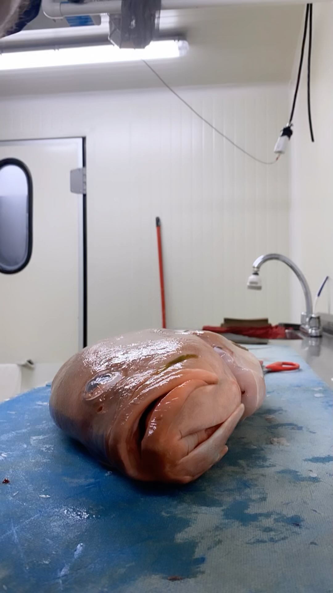 Cherna roja #fishmonger #fishmongers