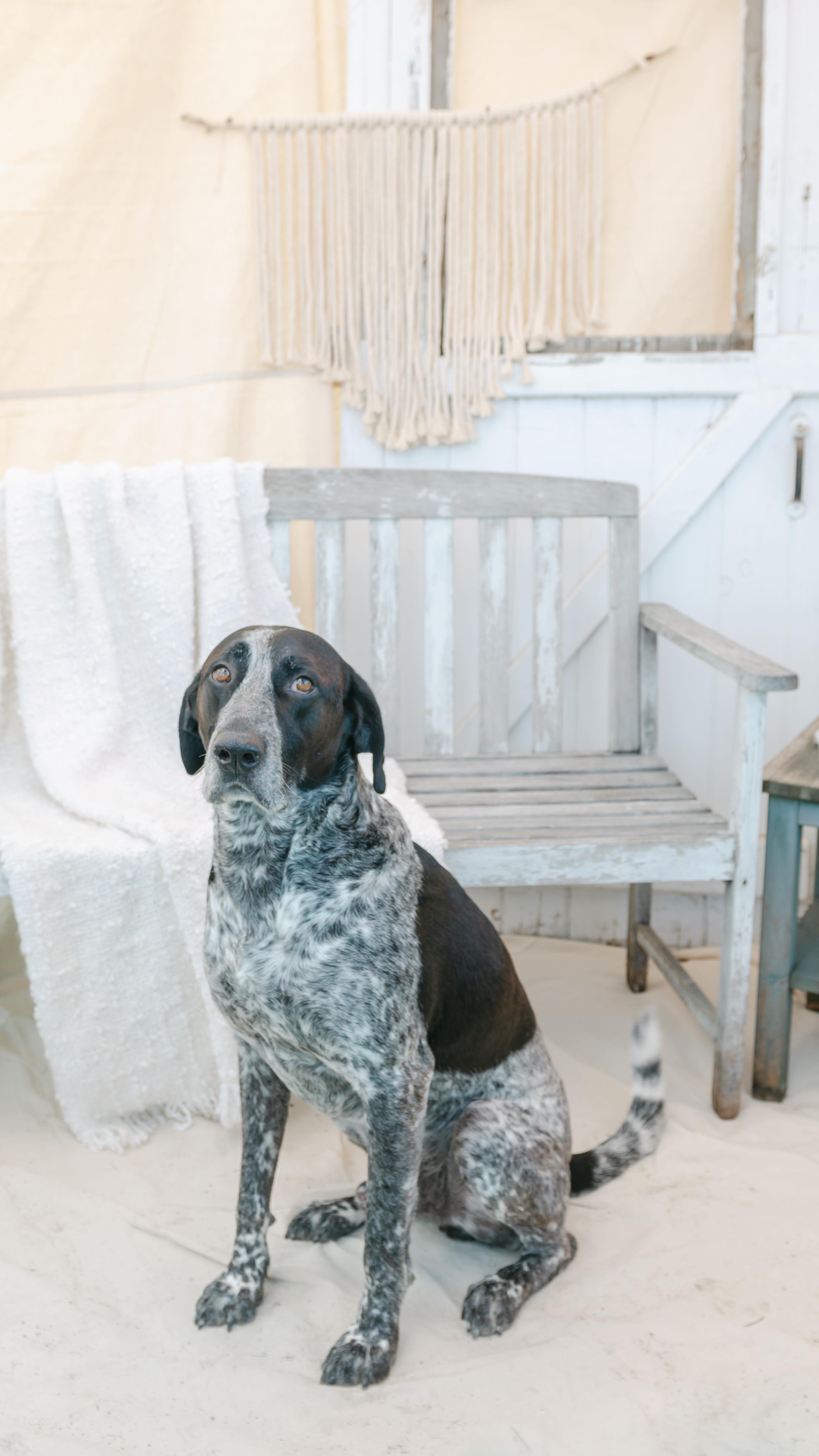 Back at the @uxbridgefarmersmarket today from 9am-2pm!! Come Get your FREE photo in the *gawgeous* Photo Booth, browse some amazing local vendors, and snag some of my market-exclusive discounts on all your favourite photography sessions (and there’s fine art prints for sale too)! Hope to see y’all soon!! 🌽🍎🎃📸
.
.
.
.
.
.
#uxbridgefarmersmarket #farmersmarket #photographyspecial #photobooth #photoinstallation #torontophotographer #durhamphotographer #uxbridgephotographer #northyorkphotographer #portraitphotographer #eventphotographer #torontofamilyphotography #torontomaternityphotography #torontonewbornphotography #ontariophotographer #gtaphotographer #refinedpresets #naturallight #naturallightphotography #lightandairy #megmateraphotos