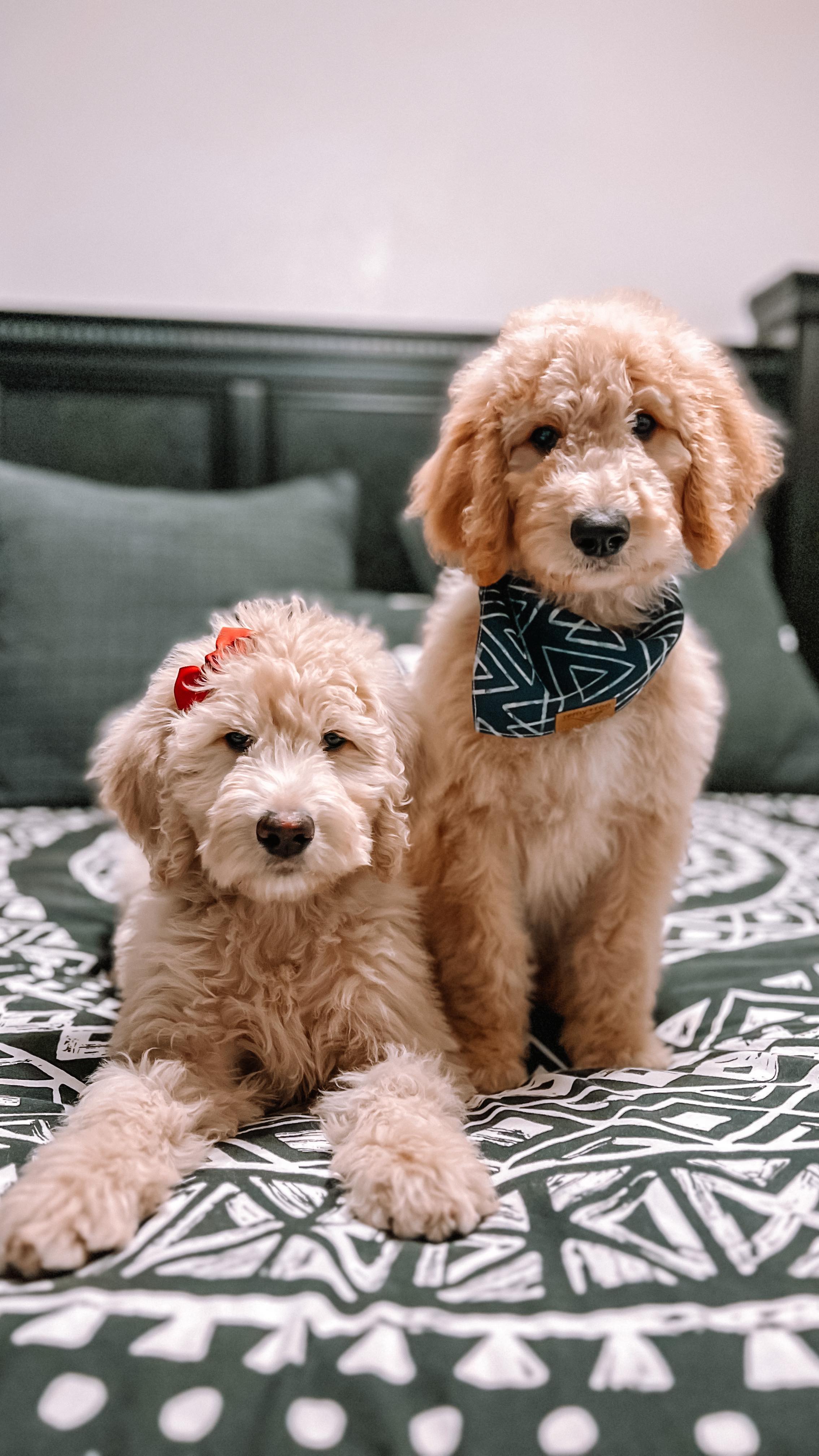 What’s better than a puppy? . . . 2 puppies!
There is no greater bond than that between siblings.
Finley and Autumn from our Fall litter.
We got to care for Finley and Autumn for an extra few weeks and it was the sweetest thing to watch them form such a strong bond together. We miss our past puppies so much, but it makes our hearts swell knowing they are loved my their new forever families.
.
.
.
.
.
.
#goldendoodlepuppy #goldendoodle #goldendoodlesofig #puppysiblings #doodle #puppies #westcoastgoldendoodles