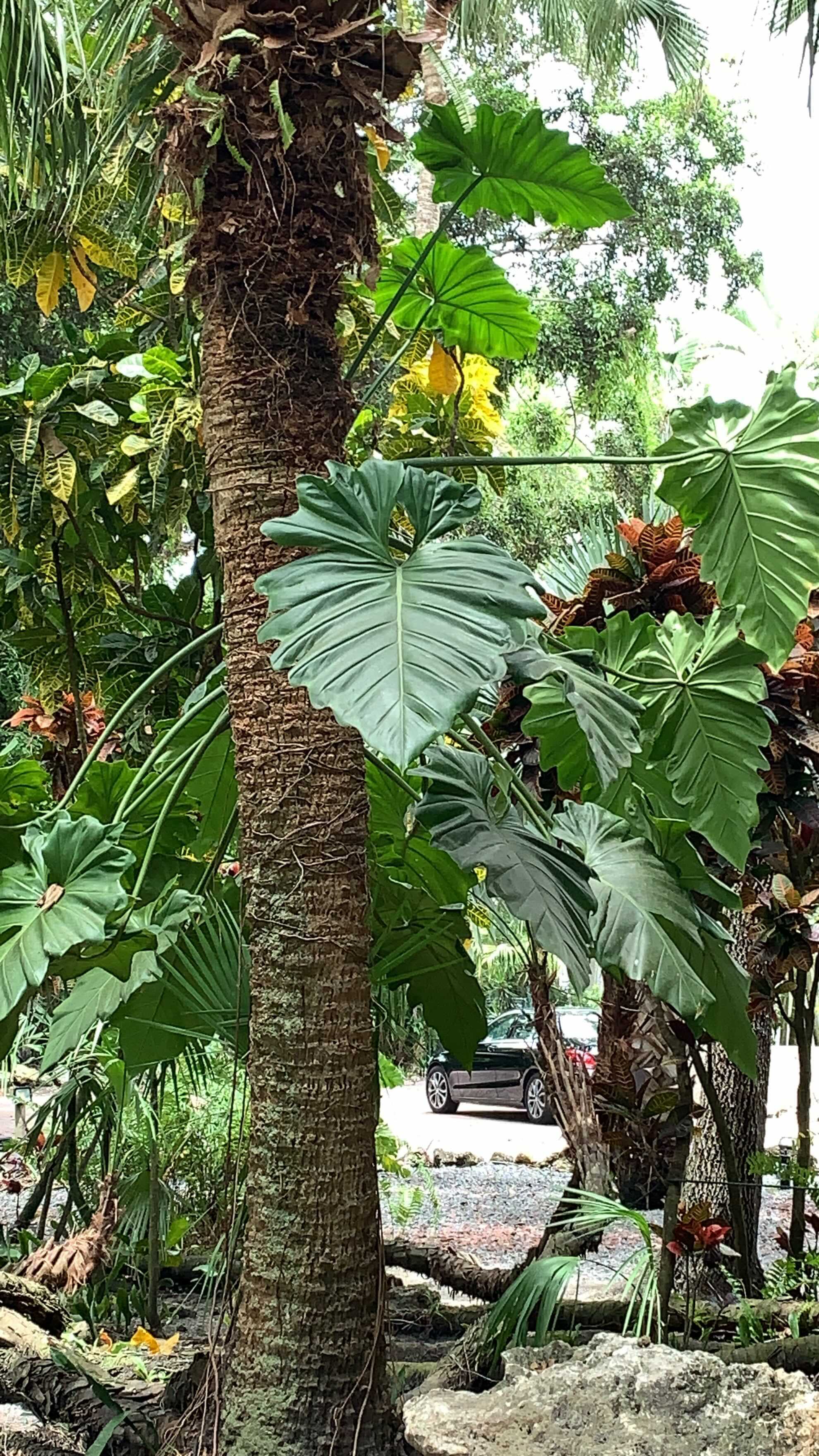 Enjoy the beauty of Miami’s tropical landscape🏝🪴
Have you visited?
*
*
*
*
#rareplants
#miami
#anthurium
#philodendron
#monstera
#alocasia
#plantsmakepeoplehappy