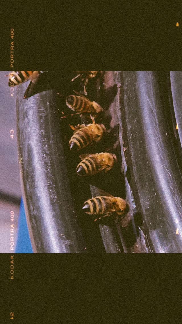 Thirsty bees