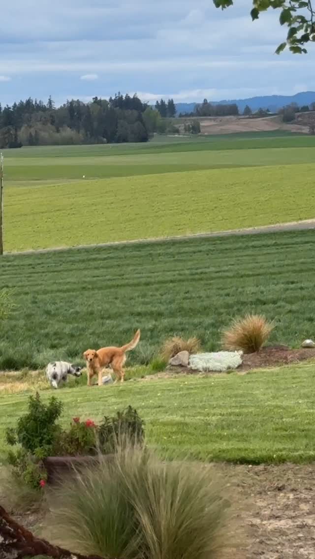 Bama’s majestic Golden Retriever tail is still growing back! Happy Easter 🐣