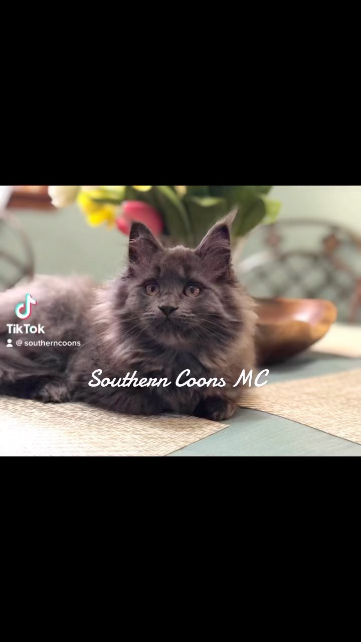 (Kittens spoken for)