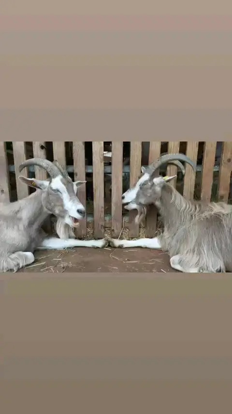 Wir haben es geschafft und beenden jetzt den KLP-Modus :-). Es hat Spaß gemacht und beflügelt uns sehr! Danke, dass so viele Interessierte da waren 😍
#kulturellelandpartie #wendland #luechowdannenberg #bioland #muttergebundenekitzaufzucht #ziegen #ziegenkäse #goatlovers #goatcheese #goattimes #peace #love #harmony #landleben #fair #future #agriculture #landwirtin #landwirtschaft