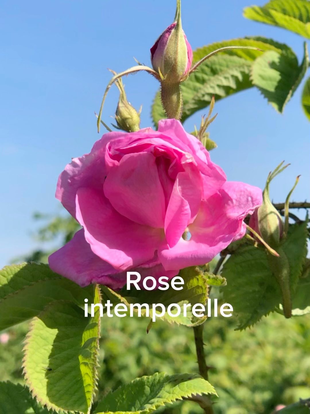 Déjà en novembre, et les marchés de Noël approchent
C’est le temps de la préparation pour vous proposer de jolis coffrets cadeaux bien être pour enchanter vos proches
Aujourd’hui pleins feux sur la rose de Damas pour une crème visage tout en douceur et en fraîcheur
Retrouvez tous les produits sur le site et sur les marchés de Noël
www.natyloe.fr
#cosmetiquesnaturels #artisanatfrancais #loireatlantique #aloevera #cosmetiquebio #artisansloireatlantique #artisanat44 #noel #coffretcadeau #bienêtre #rosededamas #rose #cremevisage