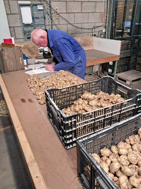 Volop drukte in de schuur. De calla's komen binnen en worden gekeurd, behandeld, eventueel gespoeld en opgeslagen in de klimaatcellen. Vlak voor ze naar onze klanten gaan worden ze geactiveerd en daar geplant.
Ook het plantgoed van de lelies wordt verwerkt zodat ze straks klaarstaan om weer geplant te worden.