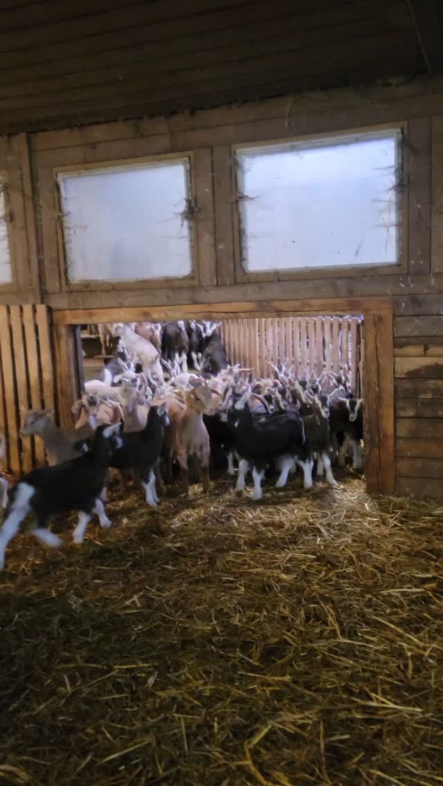 Impressions Saisonstart 2025 🐐🥔🐃🥔🐐
#goat #potato #organicfarming #bioland #love