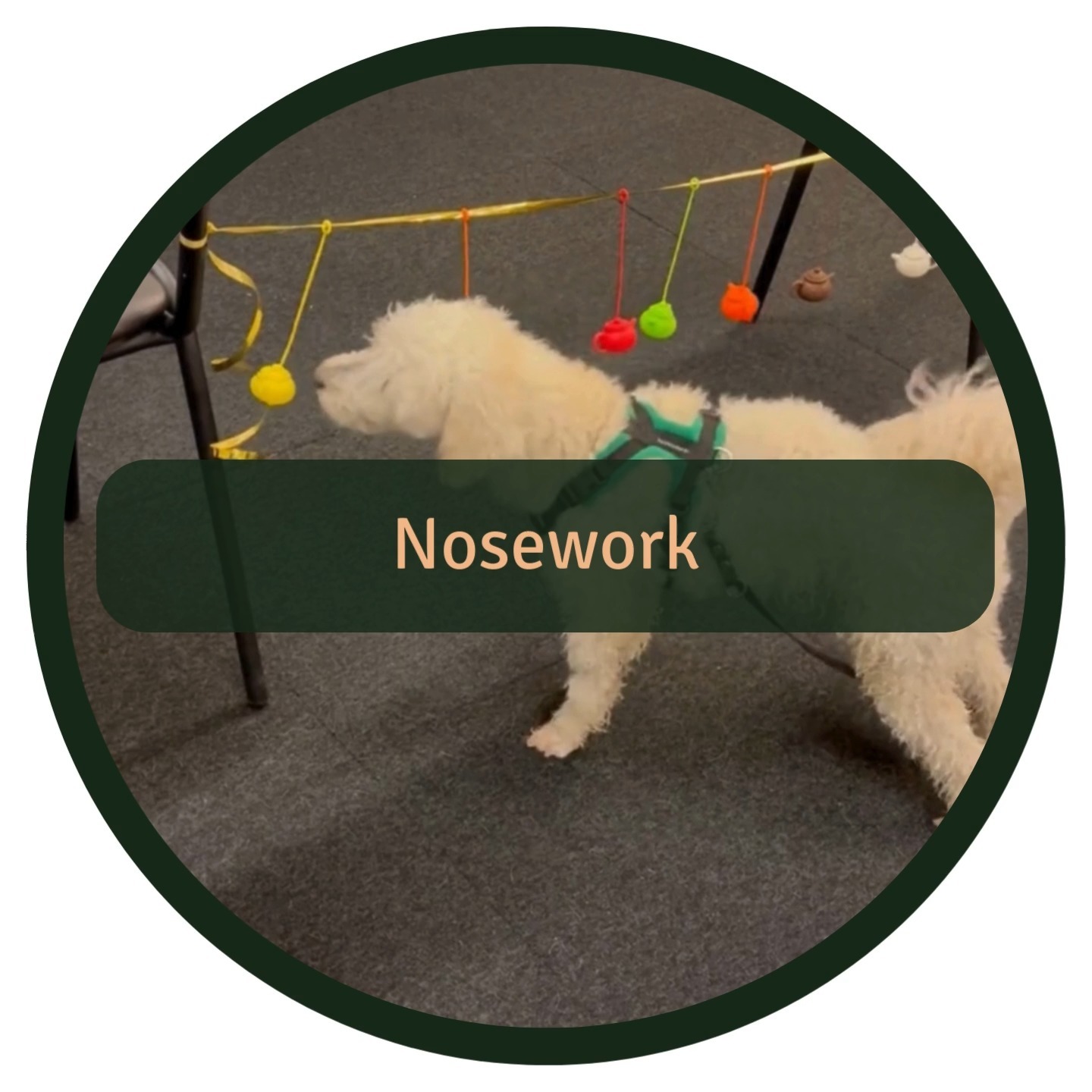 We tried nosework for the first time, and it was such a fun and rewarding experience 🎉
Here’s why we loved it:
🧠 Mental enrichment is just as important as daily walks and physical exercise to keep dogs happy and balanced.
👃 Nosework engages their natural instincts, challenging their amazing sense of smell to find hidden scents.
🐾 It’s a great way to build focus and confidence while having fun together.
Big thanks to Malin from @malinkadogs for the fantastic course!
#Nosework #DogTraining #mentalstimulationfordogs #DogEnrichment