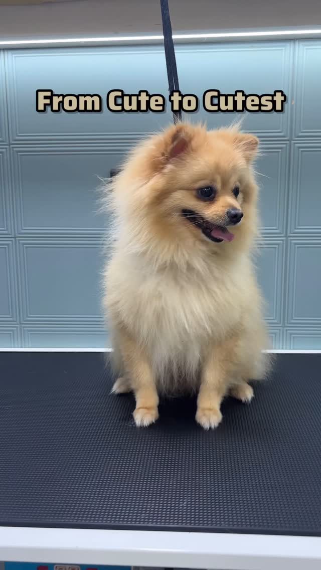 Pomerian into a cute teddy? Coz why not!
Book your pets appointment now🐾🐶
#mumbaipetslovers #petstudio #trendingreels #mumbaipets #trending #grooming #groominspiration #groomingdogsofinstagram #groomer #trendy