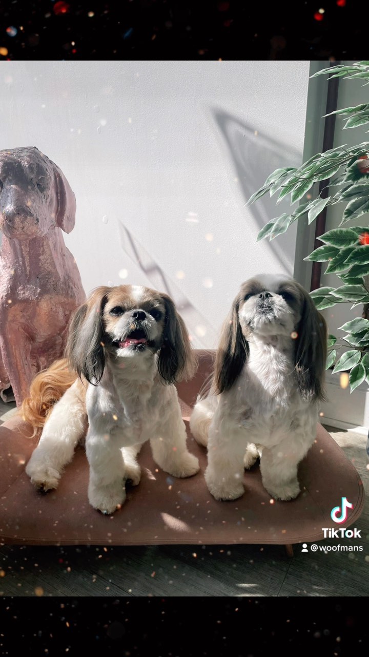 Bibie & Buster 💕
.
.
.
#woofmans #woofmansdoggrooming #doggrooming #doggroomer #doggroomersofinstagram #shihtzu #shihtzus #shihtzusofinstagram #brighton #brightondogs