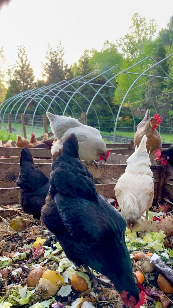Field reports confirm today’s breakfast buffet is hensational
⭐️⭐️⭐️⭐️⭐️
#compost #zerowaste #chickens