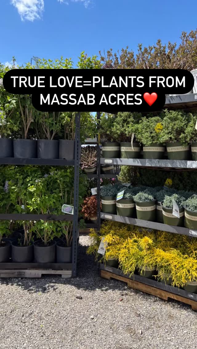 What a #beautifuldayintheneighborhood ! Won’t you #StopBy ! Putting out new #plants and #shrubs everyday❤️ #shoplocal #shopsmallshoplocal #downrivermichigan