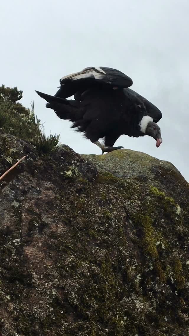 Andean Condor in the Purace National Park