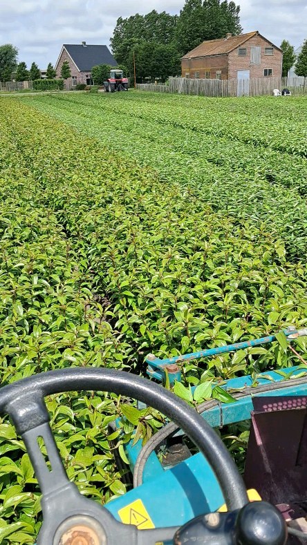 Prachtig weer om de lelies te koppen