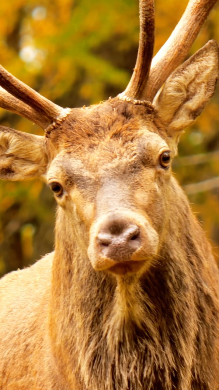 Libre et sauvage
#cerf #wild #sauvage #animal #automne #meet #color #orange #natgeo #natgeowild #nature #natgeoyourshot #lumix #lumixfr #simgafrance #sigma