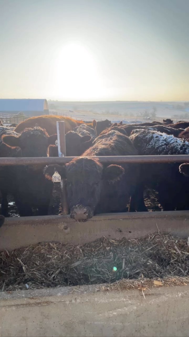 I don’t know who needs to see this today but we all need this reminder sometimes. Tomorrow is not promised….make each day count!
#midwestliving #countrylife #ranchlife #ranchfamily #makeeachdaycount #rural #cattleranch
