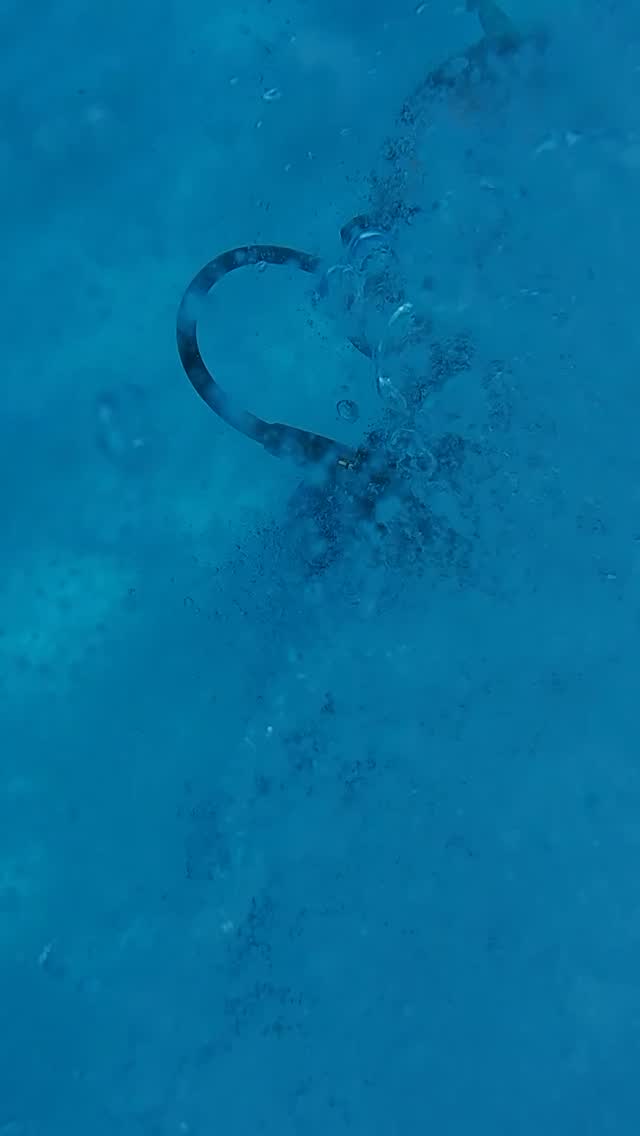 DIVE IN with me on a Great Hammerhead Safari with Neal Watson’s Bimini Scuba Center !!! This dive never gets old !!! It always brings a smile to my face when we see some of the regulars return to the protected waters of The Bahamas after running the gauntlet through international and US waters ! This dive is a brilliant example of sharing, celebrating and conserving this endangered species through ecotourism; bringing money into the Islands of The Bahamas whilst hand in hand protecting an ecologically valuable resource. Filmed with an Osmo Action Cam @biminiscubacenter @osmo_global @bimini_tallest_one @andreking2344 @biminisharkgirl @alannahvellacott @bimini_big_game @sharkl0ve @fourthelementdive #hammer #hammertime #osmo #osmoaction #sharkdive #bimini #scuba #travel #bahamas #wanderlust #bucketlist #selfie #sharks #luxury #ocean