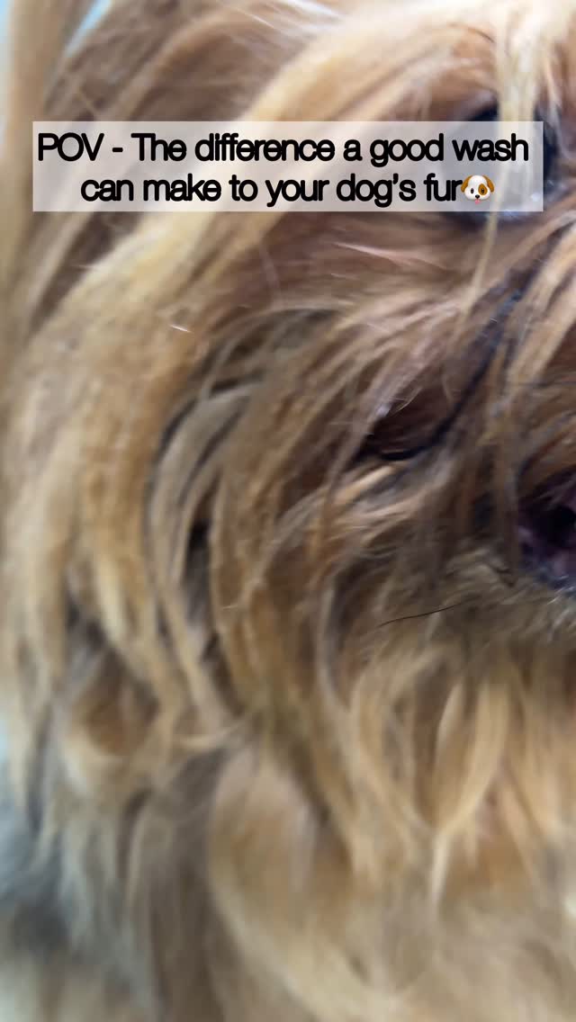 A good wash can make your dog’s fur shine 10x and detangles which helps in easy brushing 🐶
#mumbaipetslovers #grooming#groomedatfurends #trendingreels #petstudio #petcafe #trendingaudio #trending #dogbath #bathday