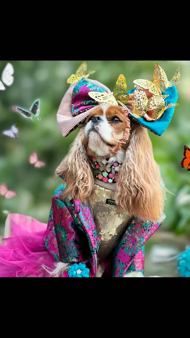 Art is like a butterfly; it begins from nothing, and turns into something beautiful.
📸 credit @queenelizabethcavalier
.
#dogfashion #cavalierkingcharles #roxyandlulu #goldsequin #fashionstyle