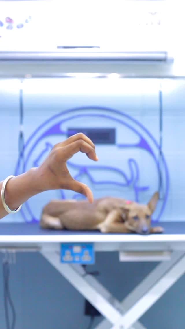 Let your furries get summer ready!
Book your pet’s grooming now🐾
#mumbaipetslovers #petstudio #trendingreels #grooming #groomer #dogsofinstagram #trendingaudio #groomedatfurends