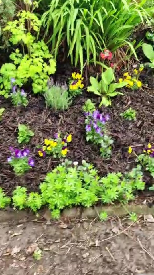 Lazy bank holiday Monday garden walk through...