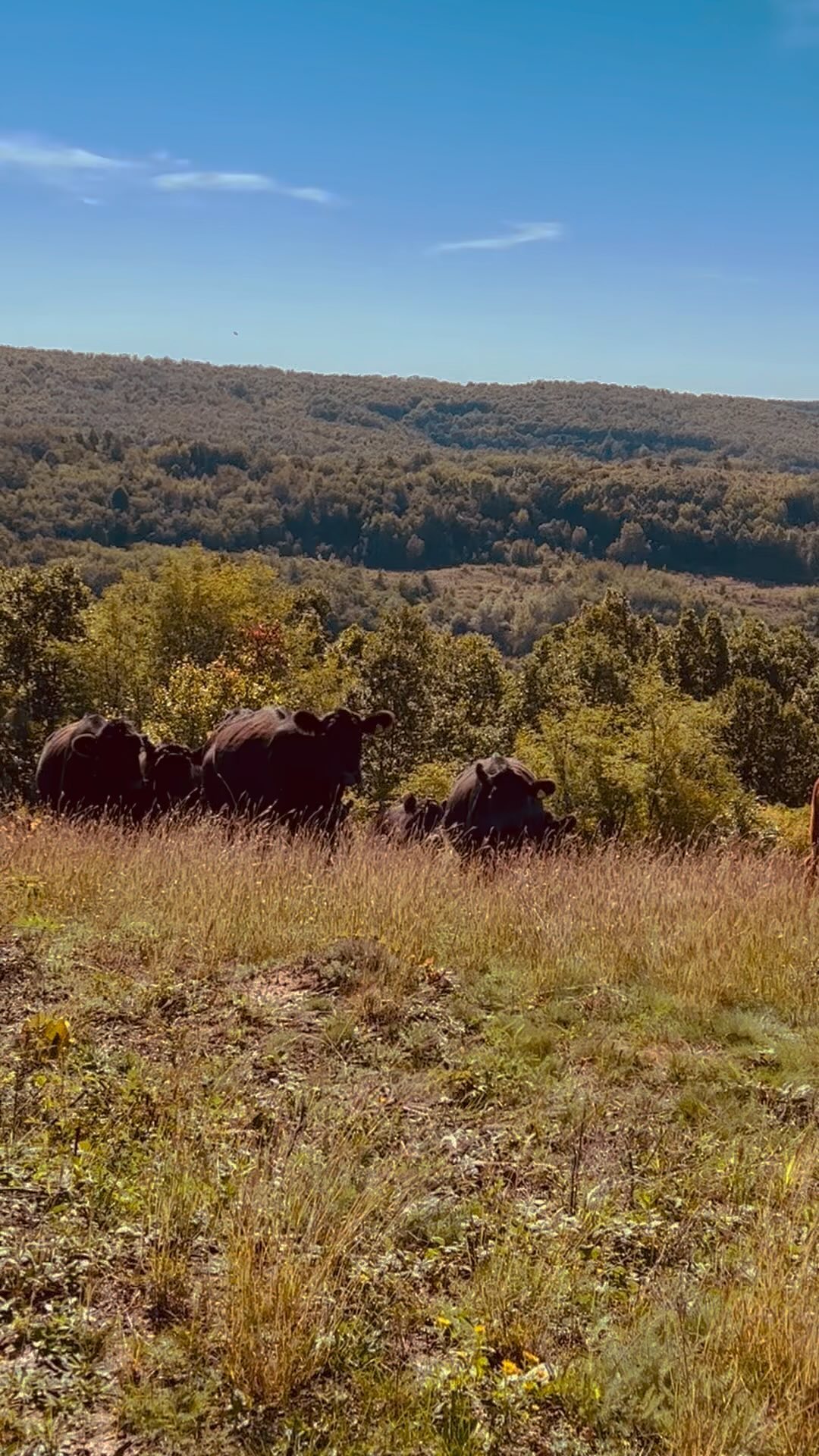 September views and sounds at the @grassfedangus Romania. 🌱🌳🐝♻️🌎 #regenerativefarming #cleaneating #grassfedbeef #grassfed #romania #wild #wildlife