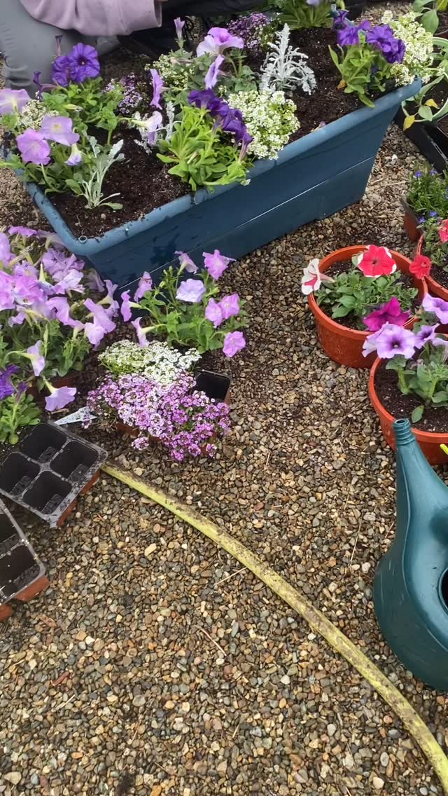 We are preparing for flower color bowl season! Planting now so we can watch them fill out 🌸 Flowering pots in all sizes, we can’t wait to make them available soon!