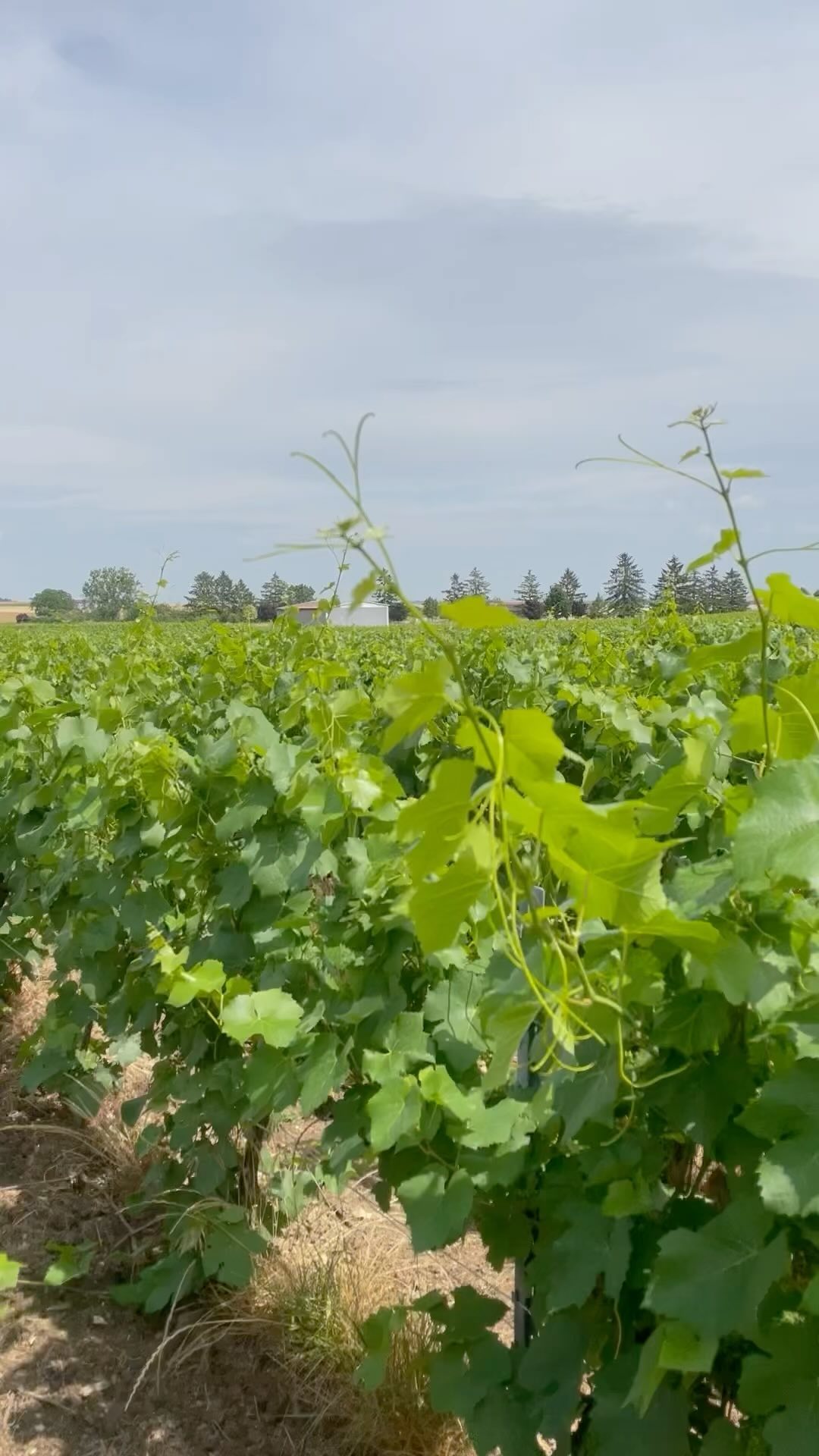 Après le palissage, voici le rognage pour de plus belles finitions