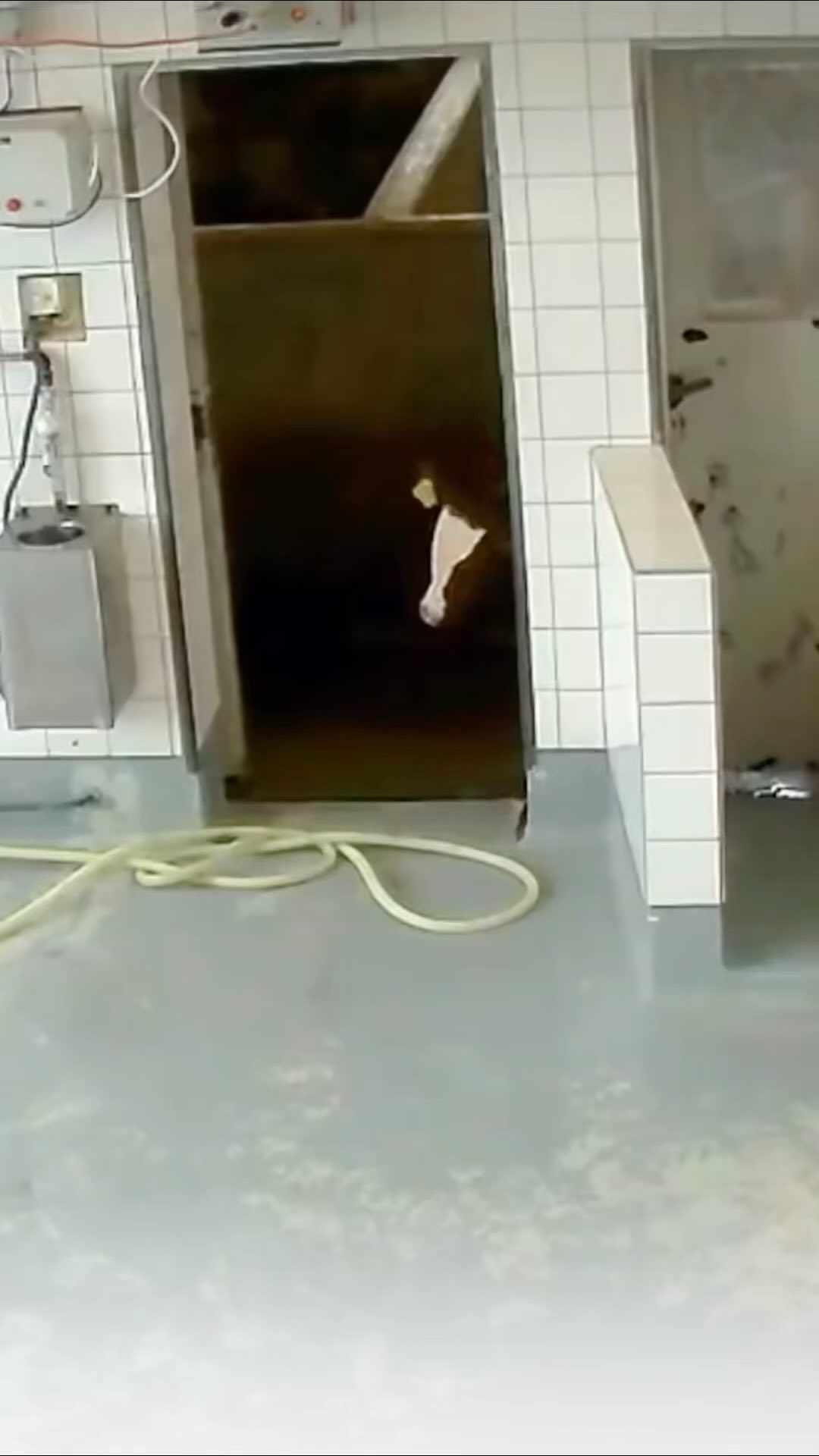 You pay, they die… No good person who knows the truth about the diary industry would support it…
Please stop supporting this cruel industry. Go vegan.
😢🐮🥛🧀🍦🚫
Tú pagas, ellos mueren… Ninguna buena persona que sepa la verdad apoyaría a la industria láctea…
Por favor, no apoyes esta cruel industria. Se vegano.
🎥: @clif_grant
#govegan #haztevegano #veganism #veganismo #diary #leche #milk #cheese #queso #injustice #injusticia #animalabuse #diaryisscary #animalrights #derechosanimales #animales #animals #love #amor #respect #respeto #alllivesmatters