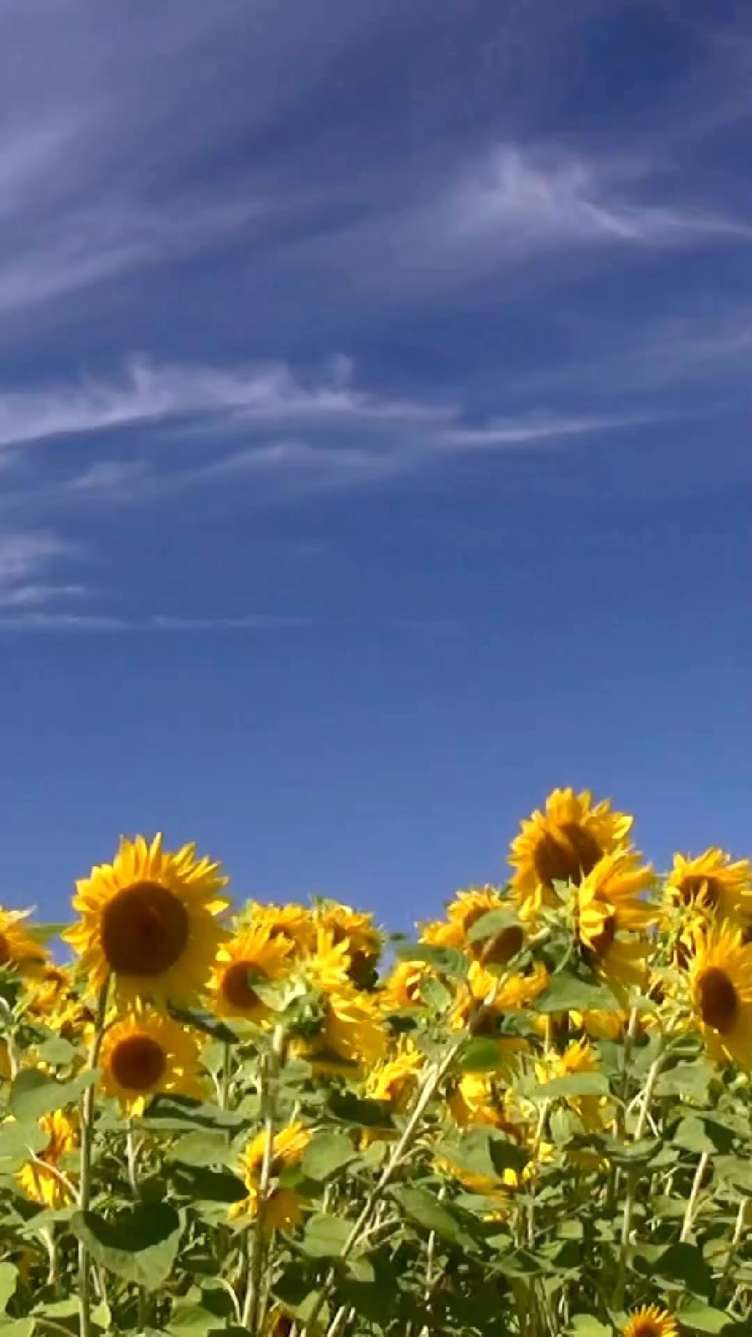 An estate plan can provide significant peace of mind by ensuring your assets are protected, plans are in place in the event you become I’ll, and your property is passed down according to your wishes.
❗️Follow @spinks_legal for estate planning tips and to discuss your estate planning needs
☎️ 336-494-5850
🌎 Spinks-Legal.com
📧 Antoinette@spinks-legal.com
#estateplanning #estateplanninglawyer #ncestateplanning #estateplanningattorney #ncattorneys #sogo #greensborolawyer #instalawyers #probate #attorney #wills #financialplanning #lawyer #powerofattorney #trusts #trust #financialfreedom #willsandtrusts #money #livingwill #assetprotection #estate #probateattorney #bhfyp #blacklawyers #lawyersofinstagram #blackncattorneys #lgbt #lgbtq