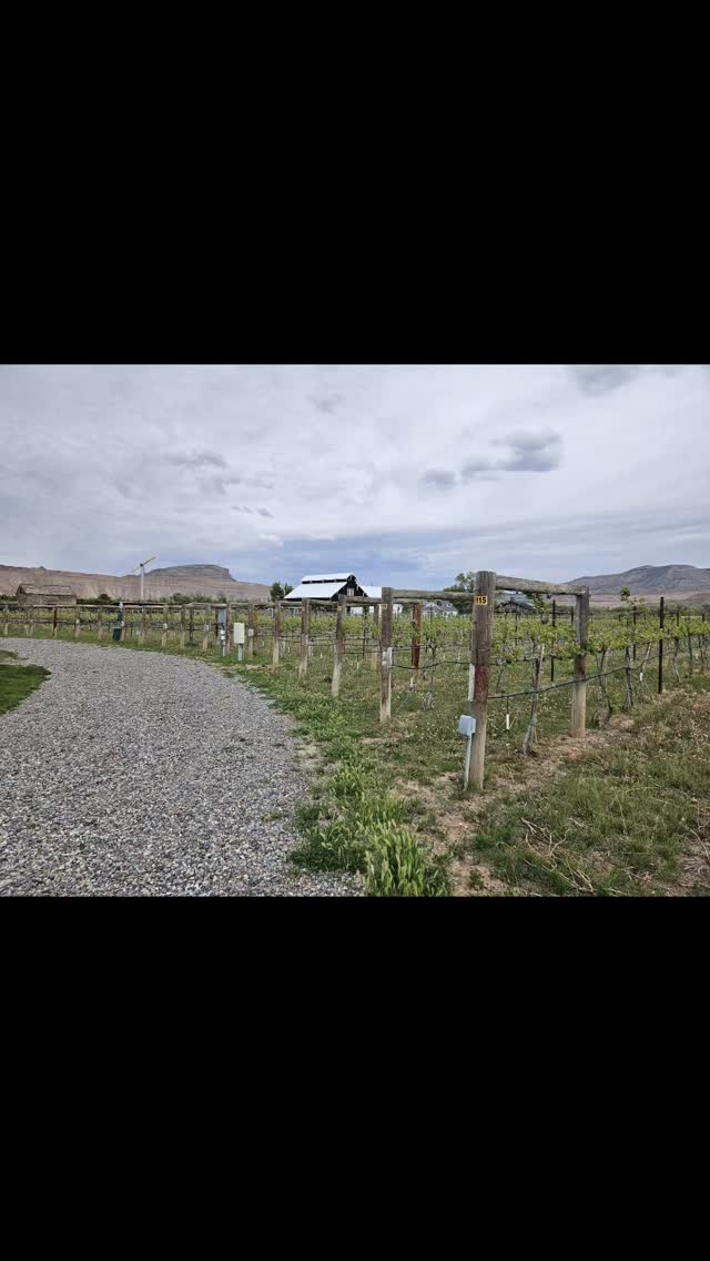 SO FUN spending the afternoon taking locals to wineries they have never been to! ā¤ļø#gvgrapesandgrains #drinklocal #palisadecolorado #coloradowinecountry #westslopebestslope #coloradowine #winetasting
