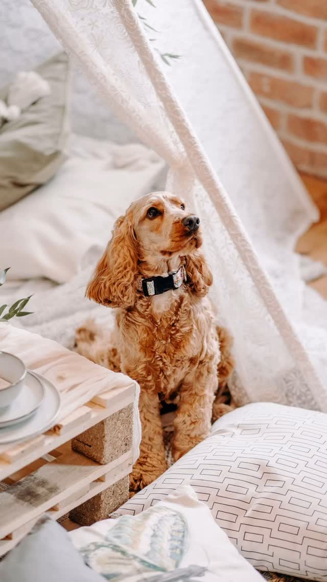 I can’t believe how long ago this was!! Our doggo wedding.
Still one of my favourite ever shoots!
Concept and Human Cakes: @redrobincakery
Venue: @haarlemmill
Photographer: @ekrpictures
Stylist: @willow_and_rust
Peacock chairs: @wild.peakevents
Florist: @bennington.blooms
Stationery: @tailormademomentsweddings
Dog Cakes: @thedogcakecafe
Dog Accessories: @trendypawsbychloe
Doggos (with Instagram):
@willowretriever @ohsopenny
@its.coco.the.cocker @bertie_reggie_cockerspaniel
#styledshoot #photoshoot #dogsofinstagram #doggywedding #sustainability #sustainableweddings #sustainableweddingplanner #weddingplannerderbyshire #weddingstylistderbyshire #weddingstylist #eventstylist #outdoorwedding #outdoor #weddingplanning #engaged #weddinginspiration #weddingstyleinspiration #weddinginspo #weddinginspiration #weddingideas #weddingdecor #weddingdecorideas #weddingdecorinspiration #weddingdecorinspo #weddingdesign #beautiful #inspiration #gettingmarried #derbyshireweddingplanner #derbyshireweddings