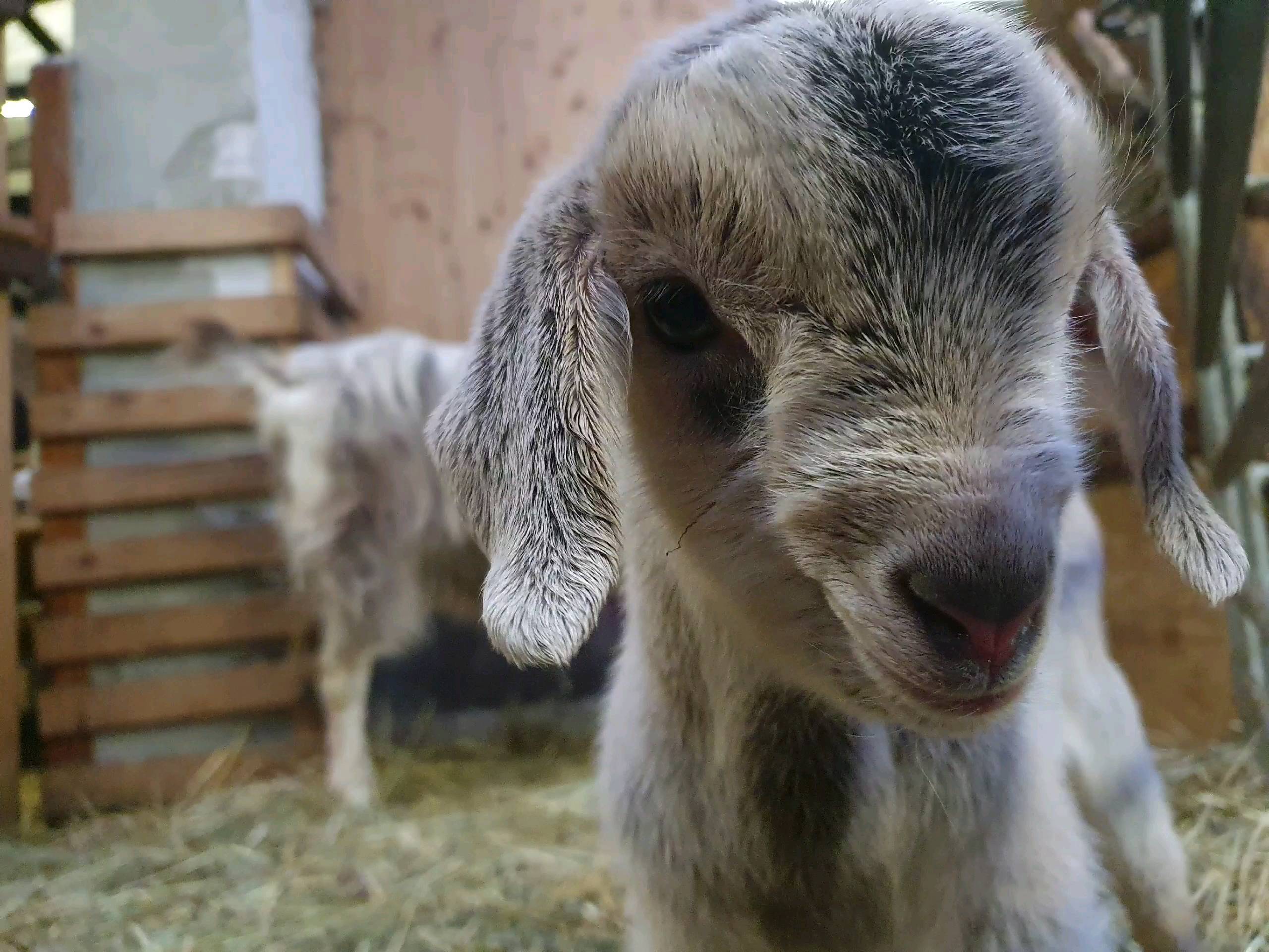 Lammzeit 2023 🥰
#goat #babygoats #bure #love #Pence #harmony #animals #animallovers #mother #organic #fair #share #bioland #wendland #wendlandziege #luechowdannenberg
@bioland_official
