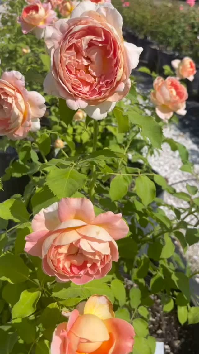 Reflecting and looking back at the absolute wonder of these flower filled days @whitetrailclub. The work seems busy, long and sometimes feels like just a blur - but in the flurry we are taught over and over that God simply doesn’t mess up and no matter what … everything is made new every morning. The sun comes up, the birds chirp and the flowers always bloom. A happy, almost unbelievable and reassuring truth.
Thankful for this life, our farm and the unending support of an amazing community of rose growers and guests. Because of you our mission continues…can’t wait to share what we have in store for you next season… Gratitude for what’s been and hope for what’s to come… 🌸
PLEASE NOTE:
SUMMER HOURS BEGIN WEEK OF MAY 5th.
Farm Hours / LINK IN BIO or on our website:
www.whitetrailjupiter.com
#jupiter #flowerfarm #rosefarm #summerblooms #nature #supportagriculture #grow #farmfun #farmproducts #vistfloridafarms #rosefarm