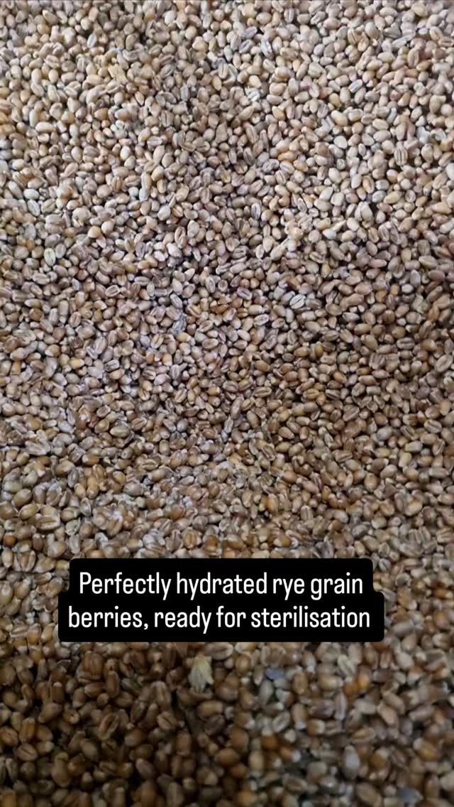 #mushrooms #mushroomsubstrate #mushroomcultivation #mushlove #ryegrain #grainspawn #mushroomspawn