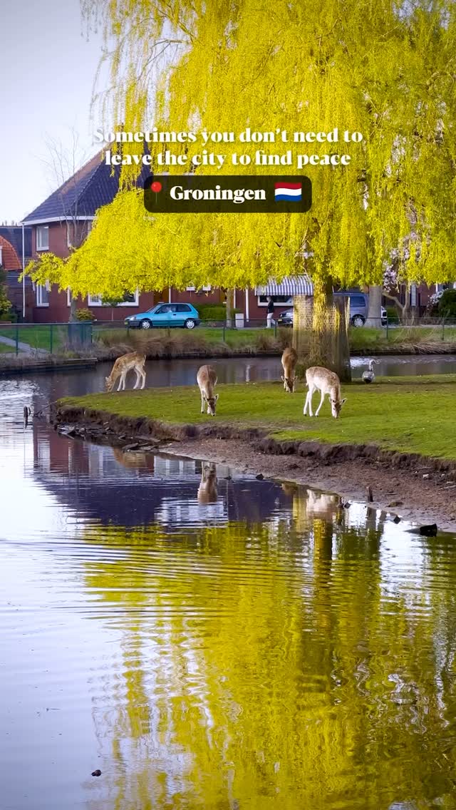 Sometimes the best places are the ones you stumble upon
📍Veendam’s got this hidden gem of a park with deer, trees, and total peace. Definitely a great way to unwind and enjoy a bit of nature
#travel #netherlands #thingstodo #visitnetherlands