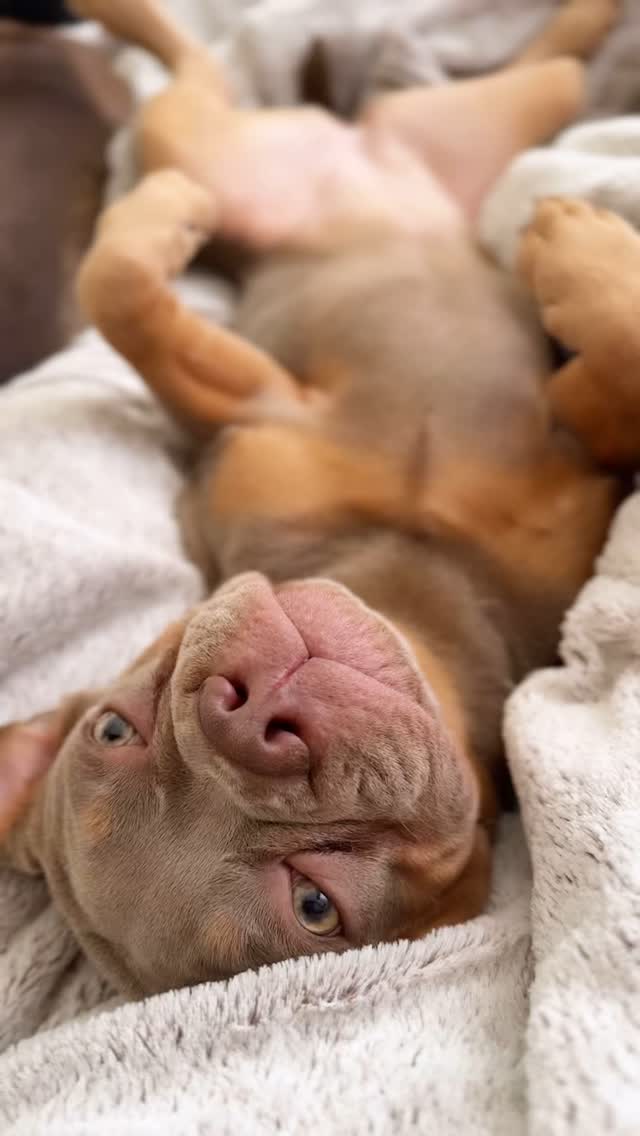 Karma. 💖
Unser wunderschönes Mädchen in Isabella Cherry Tan 🍒
CDDY-frei, mit toller Nase und eleganter, langer Rute.
Alle Besucher sagen dasselbe:
Karma ist in echt noch viel schöner als auf jedem Foto 🥹
Und ganz ehrlich – die meisten würden sie am liebsten direkt einpacken! 😂 Karma weiss nämlich ganz genau, wie man Herzen stiehlt. 🤪❤️ Meines hat sie schon seit ihrem ersten Atemzug beschlagnahmt. 🥰
#CDDYfree #AlphaBully #sportlichebulldogge #französischebulldoggen #bulldoggswithnoses #bullymitnase #healthyfrenchie #frenchiesofinstagram #sportlichefrenchies #nasenbär #retrofrenchie #französischebulldogge #französischebulldoggedeutschland #französischebulldoggeschweiz #bullysmitnase #frenchiebreeder #bulldoggezüchter