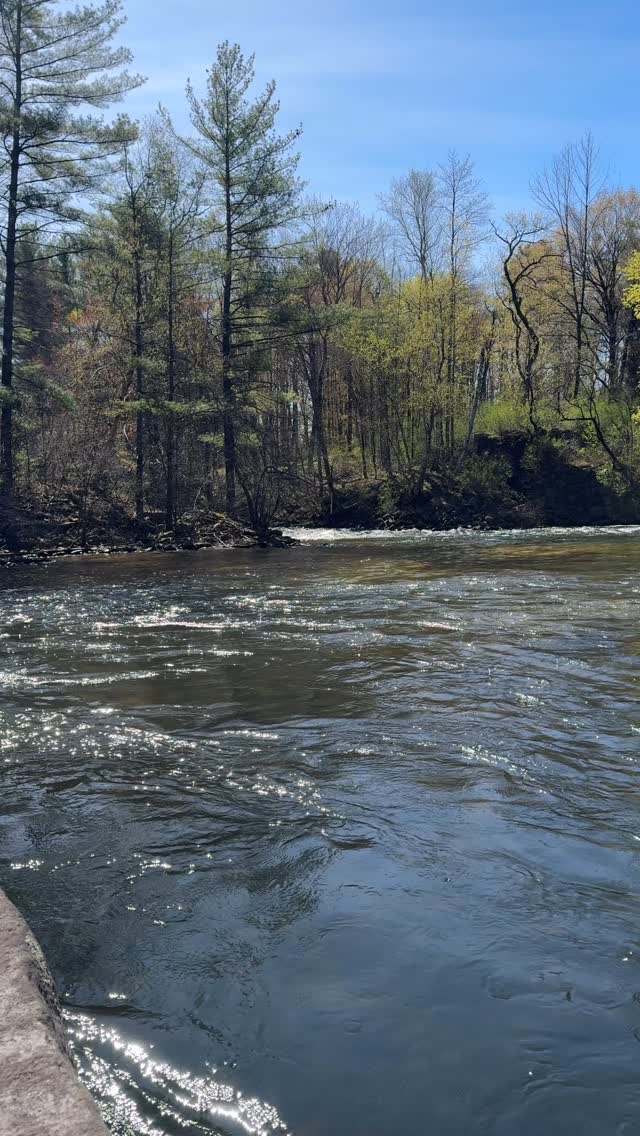 Turn up the volume for 20 seconds of peace. Better yet, get outside and enjoy the sounds of nature this Spring!
This little slice of paradise is located in the Mill City park conservation land along the banks of the Winnipesaukee River. Did you know that we work with @lakesregionconservationtrust to manage our 18 acres of conservation land?
We have some great trail improvements planned this spring and summer and hope it will inspire more folks out to enjoy this beautiful land along the river!