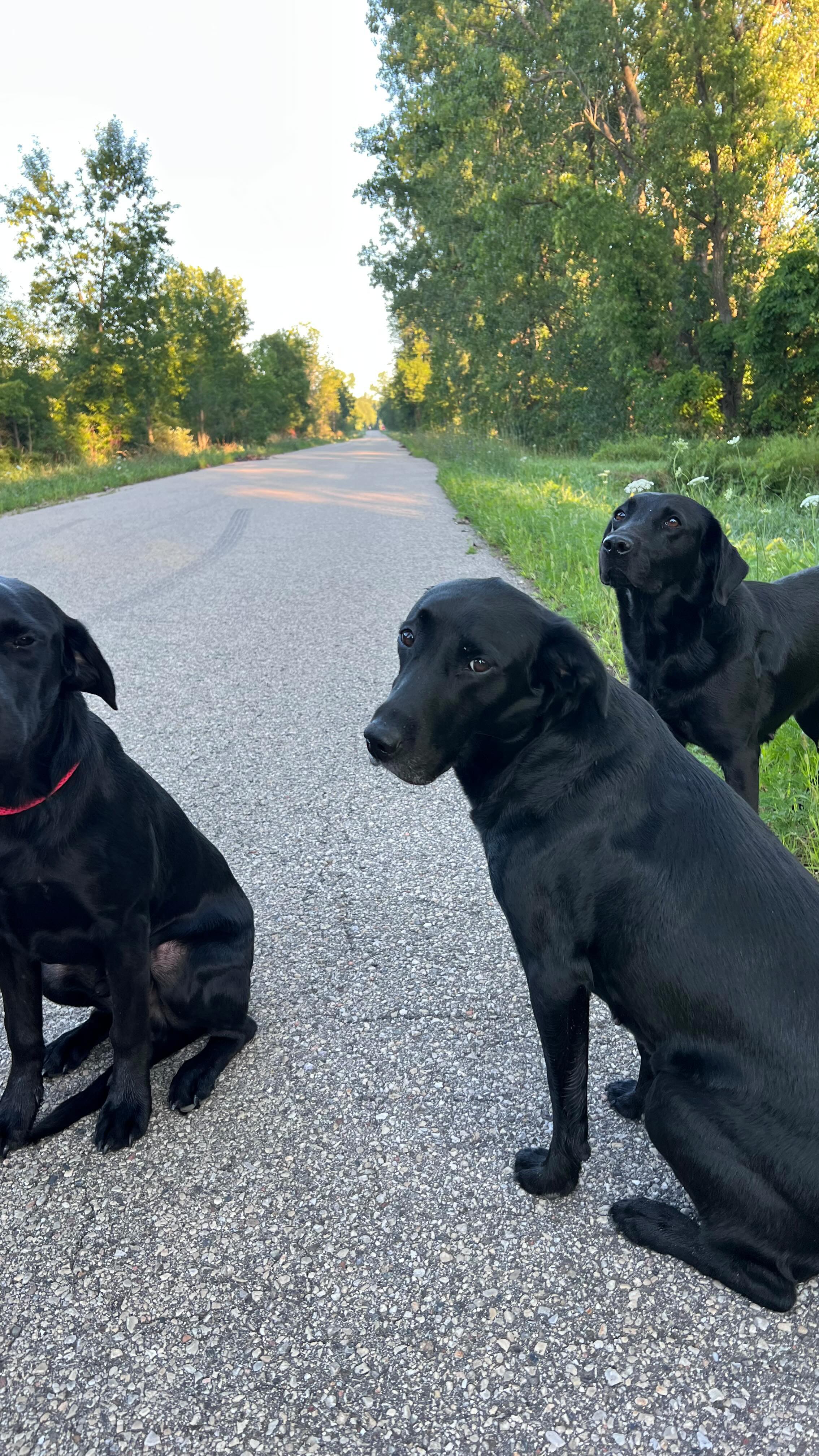 5am club 🕰
Coffee ☕️✅
60 degrees 🌤
No bugs 🙅🏼♀️🦟
Tandem tail wags 🐕👌
It’s going to be a wonderful day! 🤍✨
•
#attitudeofgratitude #morningwalks #10ksteps #sunrisesmiles #agirlandherdog #talesofalab #settersofinstagram #miraclemorning