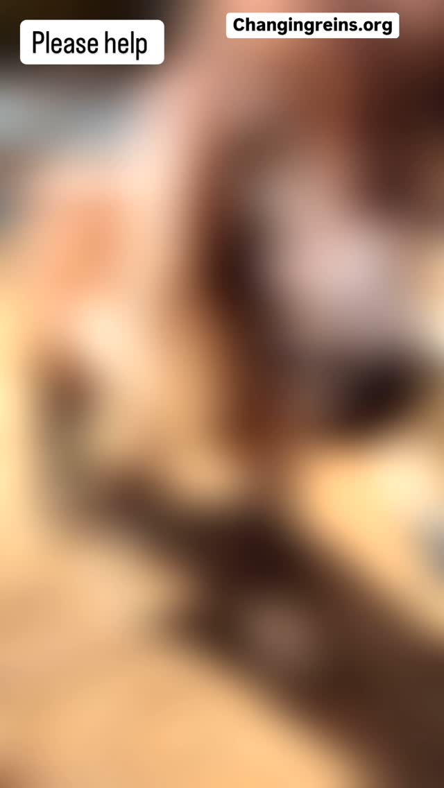 Hello Changing Reins needs your help. A few months ago 84 animals were seized from a horrific hoarding case. Animal control officers responded to the report only to show up and trip over dead carcasses and to their shock some of the bodies laying their were alive and unable to even get up. Of the 84 half lived. All the animals were living loose together. Horses, donkeys, minis, goats, and sheep. The photos you see are after their feet have been done once or twice by a farrier with a lot of training and experience in corrective shoeing. The animals were broken in bones. Full of cankers. Foundered. Blind, uveitis, torn open abdomens. Upper respiratory infections so severe they became septic. Most everything was pregnant several inbred. We have been able to dine sanctuary for these animals but are still looking for help with their care and medical expenses during this time. Please go to changingreins.org their you can donate or even send items off of our wishlist. Thank you so much.