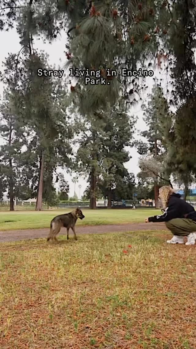UPDATE: We’ve got her safe, but now we need to find her a home ❤️🩹
This sweet stray has been surviving on scraps in a park in Encino. Despite her tough circumstances, she still shows a clear love for life and a gentle curiosity about making new friends. She’s not quite ready to fully trust humans yet, but we’re working carefully to secure her in the safest way possible.
In the meantime, we’re reaching out to our community: if anyone is able to open their home and heart to her while we work on either reuniting her with her owners or finding her a loving home and a second chance
Please DM us if you can help foster