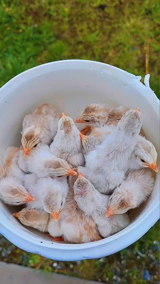 Unsere kleinen Perlhuhn Küken sind endlich geschlüpft!
So neugierig, lebhaft und einfach zum Verlieben. Perlhühner sind nicht nur wunderschön anzusehen mit ihrem gepunkteten Gefieder, sondern auch echte Wachhühner im Garten. Schon jetzt zeigen die Kleinen ihren eigenen Charakter. Laut, flink und immer unterwegs.
_________________________________
https://www.broholmer-zucht.com/bayrische-landzwerge
Instagram & TikTok @huehnerwelt_rauch
Facebook @rauchs_huehnerwelt
_________________________________
Liebe Grüße und alles Gute
Euer Gabriel von Rauchs Hühnerwelt
#Hühnerliebe #HühnerimGarten #Gartenhühner #Hühnerhaltung #Hühnerglück #HappyHühner #Hühnerfreunde #BackyardChickens #PetChickens #ChickenLovers #ChickensOfInstagram #Hühnerparadies #Hühnerzuhause #HühneralsHaustier #Hobbyhaltung #Selbstversorgung #FrischeEier #EierVonGlücklichenHühnern #Hühnerfotografie #Geflügelliebe #ChickenLife #HühnerContent #Hühnerverrückt #Naturverbunden #Landleben #BioEier #ChickenCoopLife #StolzeHühnerMama #Kükenliebe