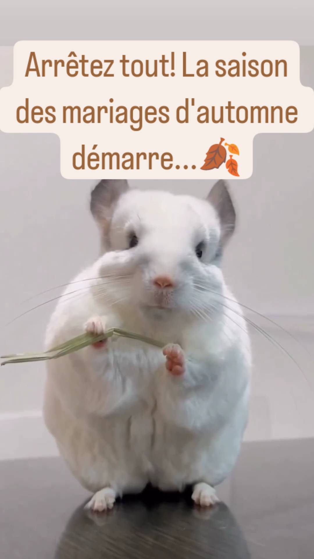 .
#humour #drole #rire #tropdrole #marrant #videodrole #blagues #mourirderire #instahumour #rigolo #humourfrançais #rigole #fourire #mortderire #drolehumour #rigoler #justepourrire #justepourrigoler #tiktokhumour #betise #tiktokfrance #videodrole #humour #humournoir #mignon #hamster
#automn #automne🍂
