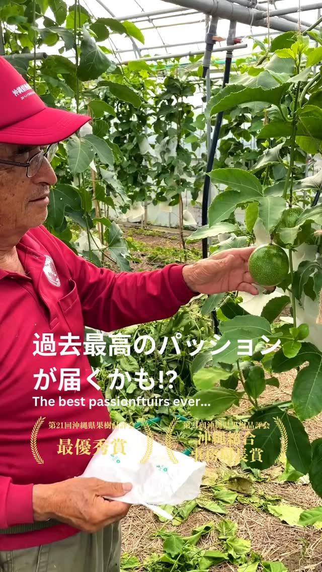 🚚昨年予約分から順次配送しています!🚚
はいさい♪沖縄情熱農園の山城です😊
皆さん、ゴールデンウィークはいかがお過ごしですか??
沖縄情熱農園は年中無休で栽培に励んでいます。
今年は、たっぷりと実が詰まっている最高のパッションフルーツできています。
香りもいいですし、酸味と甘味をしっかりと感じられる自慢の一品です。
皆さんの食卓に早く届いて、喜んでもらえる日が楽しみです☺️
<配送状況>
在来種:2025年4月注文分配送中
新 種:2024年5月注文分配送中
あんせー、またあちゃーやー^^ノ
(それでは、また明日)
-———————————
<2025年沖縄県果樹品評会>
🥇最優秀賞(パッションフルーツ部門)
🏆内閣府沖縄総合事務局長賞(熱帯果樹部門)
<美味しさの秘密>
・土ごと発酵させた完熟パッションフルーツ
・最高糖度19度で甘ずっぱい
・農薬不使用
ご購入はプロフィールかリンクから😋
https://www.okinawa-passionfruits.com/
#蜜 #沖縄情熱農園 #パッションフルーツ #無農薬栽培 #農業ライフ #沖縄