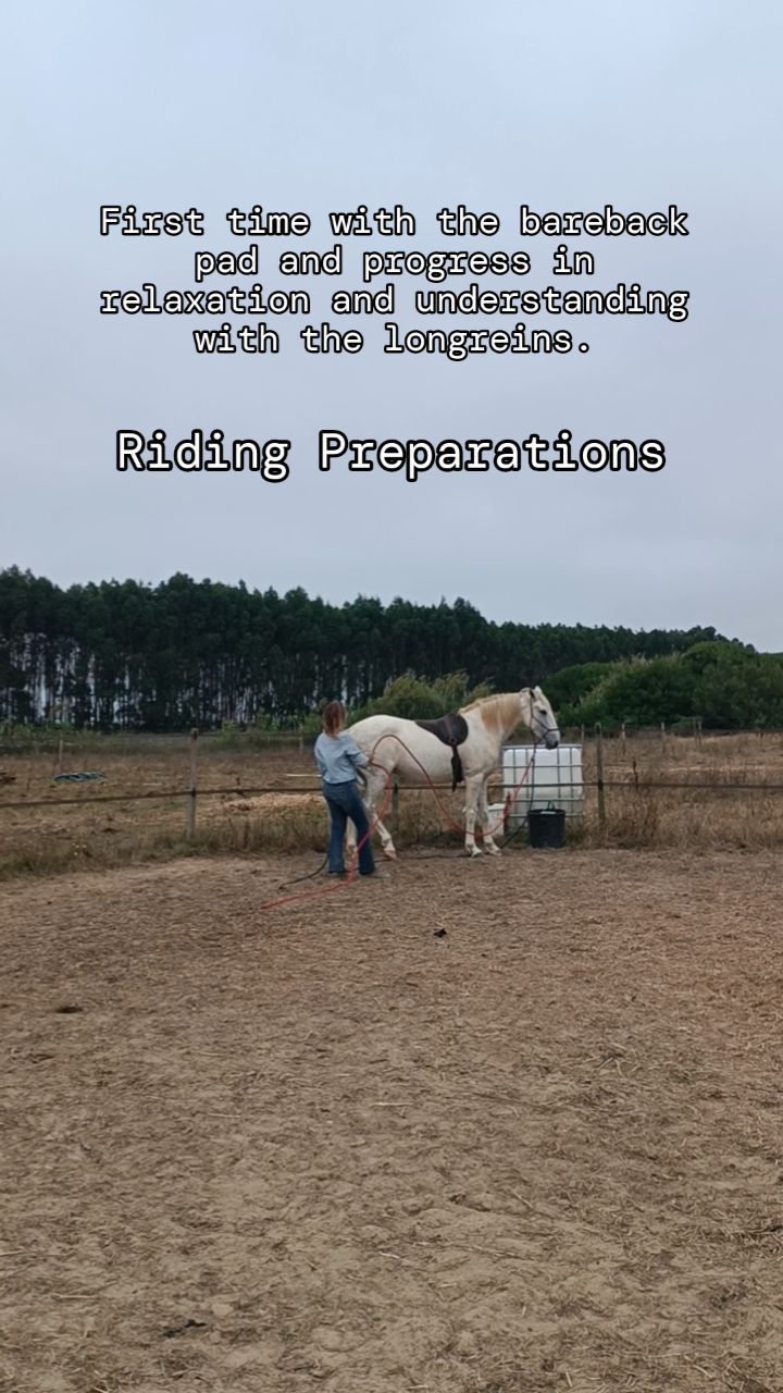 While Hera was not at all claustrophobic about wearing a bareback pad and cinch for the first time she can still be pretty claustrophobic when it comes to having humans in her personal space and in different zones around her.
She's not a fearful horse, she's just afraid of humans because she spent most of her life running away from them.